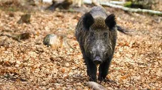 W lasach już niedługo zacznie się robić głośno. Nadchodzi huczka