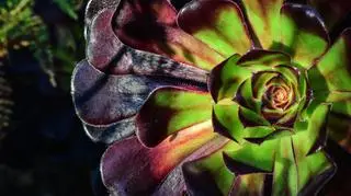 Egzotyczna roślina, która odmieni każde wnętrze. Jak uprawiać eonium drzewiaste?