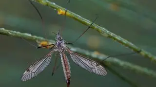 Przypomina komara, ale nim nie jest. To pożyteczny owad, którego nie wolno zabijać