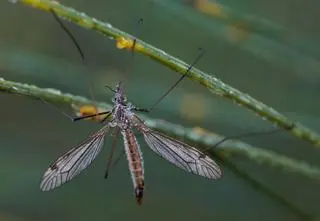 Przypomina komara, ale nim nie jest. To pożyteczny owad, którego nie wolno zabijać