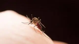 Przenoszą śmiertelną chorobę tropikalną. Komary tygrysie są już w 13 europejskich krajach. Jak się przed nimi chronić?