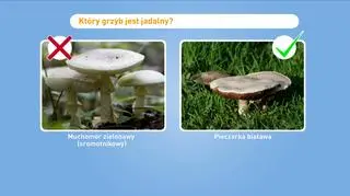 Świat grzybów podobnych 