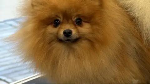 Pomeranian