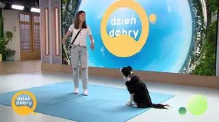 Skoczne sztuczki, czyli dog dance