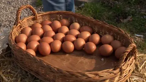 Jak wybrać najlepsze jaja? Tego mogliście nie wiedzieć