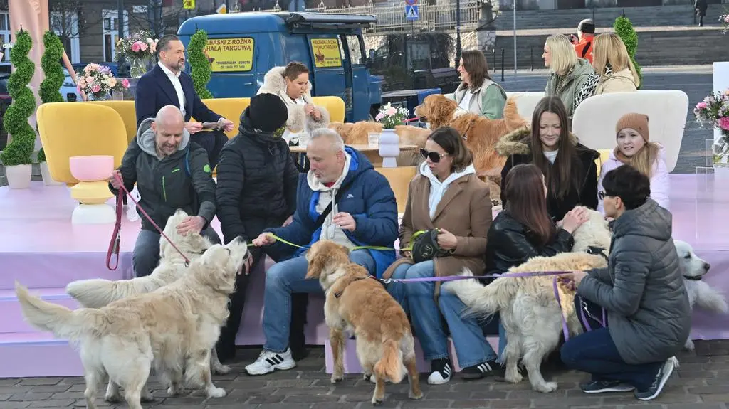 Golden retriver - najwierniejszy przyjaciel z ogromnym serce