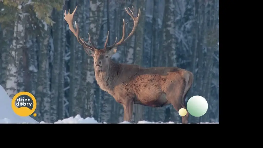 DD_20250404_Mysliwy_REP