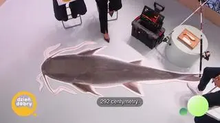 Złowili największego suma w Polsce (napisy)