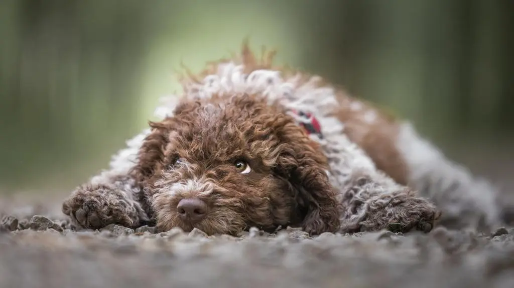 Pies rasy lagotto romagnolo leżący na ziemi