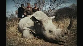 Polacy przed sądem za polowania na nosorożce w Afryce. "Dlaczego miałoby mi być szkoda?"