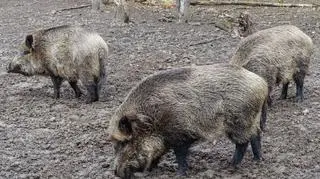 Niebezpieczna choroba zwierząt na Mazowszu. Przekazano specjalne wytyczne