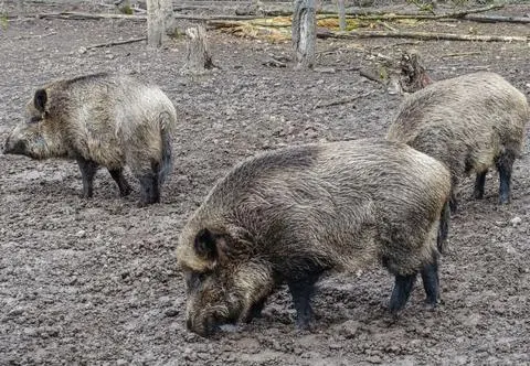 Niebezpieczna choroba zwierząt na Mazowszu. Przekazano specjalne wytyczne