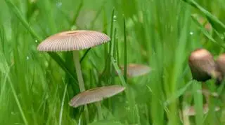 Marasmius oreades