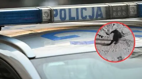 Wyrzucił kocięta do kontenera na śmieci. 