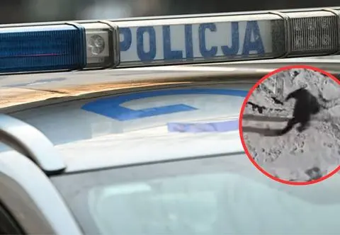 Wyrzucił kocięta do kontenera na śmieci. Cztery nie przeżyły 