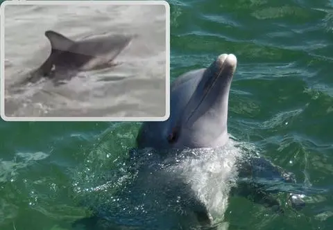Mały delfin oddzielił się od matki i trafił na mieliznę. Uratowała go załoga turystycznej łodzi. Wzruszające nagranie