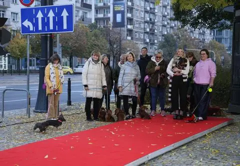 Jamnikowy pokaz mody. Za co kochamy tę rasę?