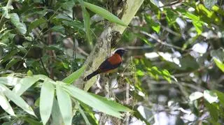 Fletowiec kapturowaty