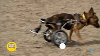 Sprytki - bardzo wyjątkowe psy