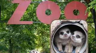 W warszawskim ZOO urodziło się 6 surykatek. Pokazano zdjęcia