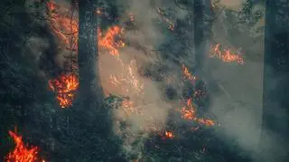 Wysokie zagrożenie pożarami w całej Polsce. Gdzie jest szczególnie niebezpiecznie? 
