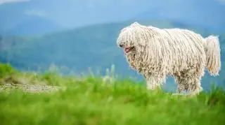 Owczarem węgierski komondor