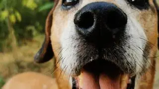 Pies Gurson do adopcji