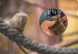 To najmniejsza małpka świata. Wiesz, jak się nazywa?