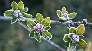 Pogoda na weekend. W wielu regionach temperatura spadnie poniżej zera