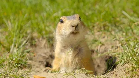 Susły potrafią naprawić swoje serce. Teraz naukowcy chcą tego samego u ludzi