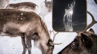 Zamiast zaprzęgu Mikołaja wybrał wolność. Renifer uciekł z bożonarodzeniowej imprezy