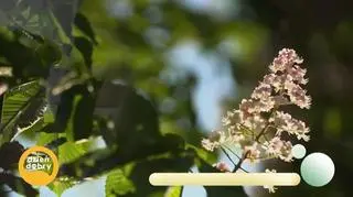 Mickiewicz nie tylko na maturze (napisy)