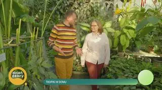 Marzysz o tropikalnej atmosferze w domu? Te rośliny odmienią twoje wnętrza