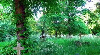 Patrz, po czym stąpasz. Te rośliny mogą oznaczać, że kiedyś był tu cmentarz