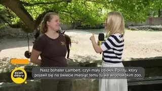 Sekretne życie osiołków - napisy 