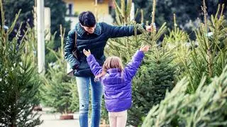 Ceny choinek w 2025 roku. Ile zapłacimy za naturalne drzewko? Walutą jest też krew