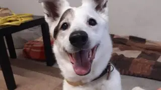 Sunia Łatka do adopcji