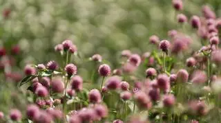 Kwiaty, których uroda nie przemija. Stworzysz z nich jesienne suszone bukiety