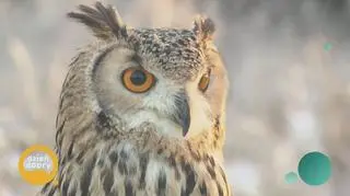 Terapeutyczna moc sów. Komu mogą pomóc te ptaki? 