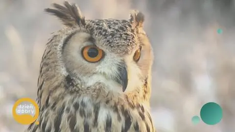 Jakimi ptakami są sowy? 