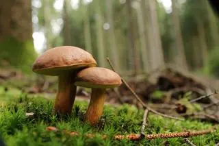 Grzyby 