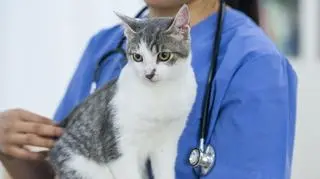 kot u weterynarza 