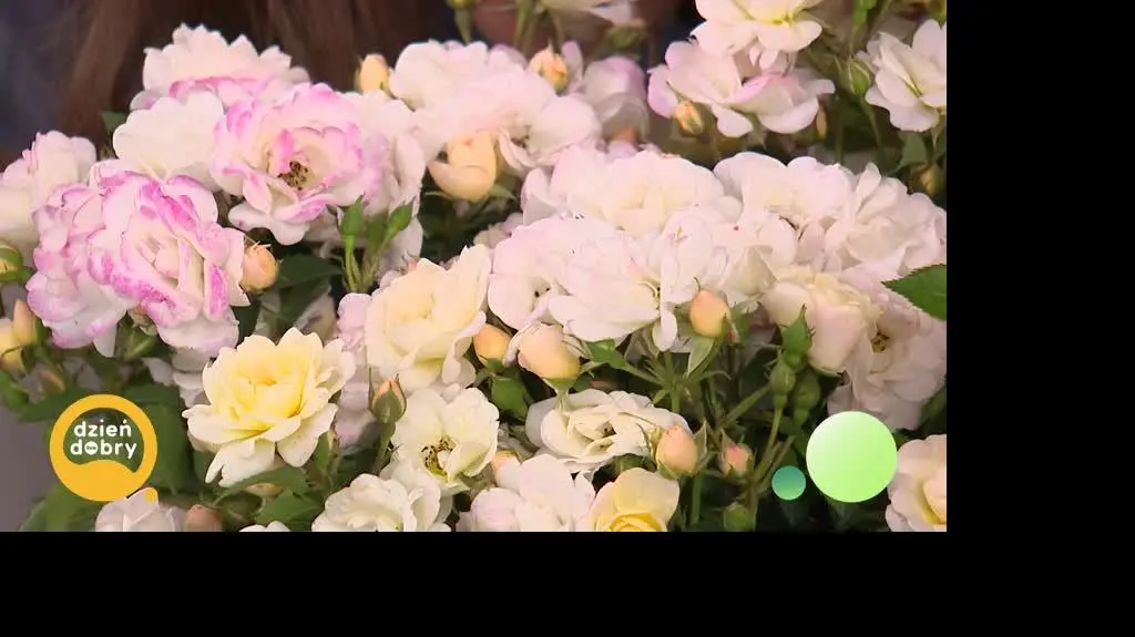 DD_20250826_Roze