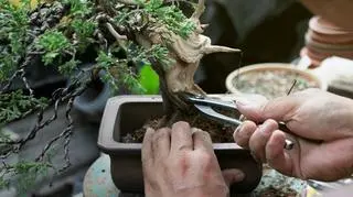 Bonsai - sztuka cierpliwości, harmonii i precyzji. Mistrz Piotr Czerniachowski zdradza tajniki formowania drzew