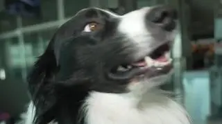 Jedyne takie 3 psy w Europie. Zwierzaki mieszkają w Polsce. "Ustawiają swoje ciało bokiem"