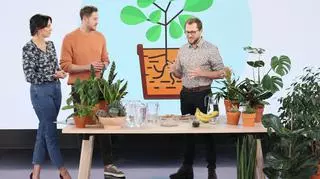 Jaką doniczkę wybrać i czym najlepiej odżywić roślinę?