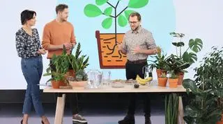 Jaką doniczkę wybrać i czym najlepiej odżywić roślinę?