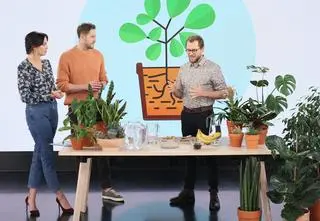 Jaką doniczkę wybrać i czym najlepiej odżywić roślinę?