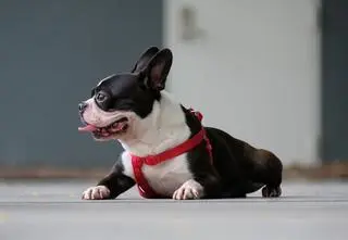 Szelki i uprząż dla psa. Dlaczego warto je mieć?