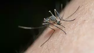 Najbardziej irytujący dźwięk latem? Poznajcie tajemnice bzyczenia komarów